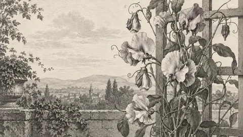 Delicate sweet peas climbing a trellis – vintage-style botanical engraving without labels Frame TV art