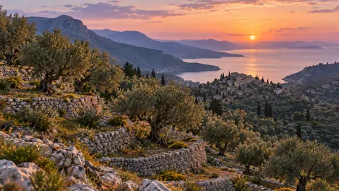 Olive grove on terraced limestone hills – fine-art natural photography Frame TV art