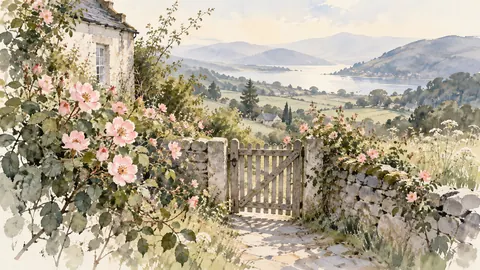 Wild roses around a cottage gate – minimal ink and wash Frame TV art